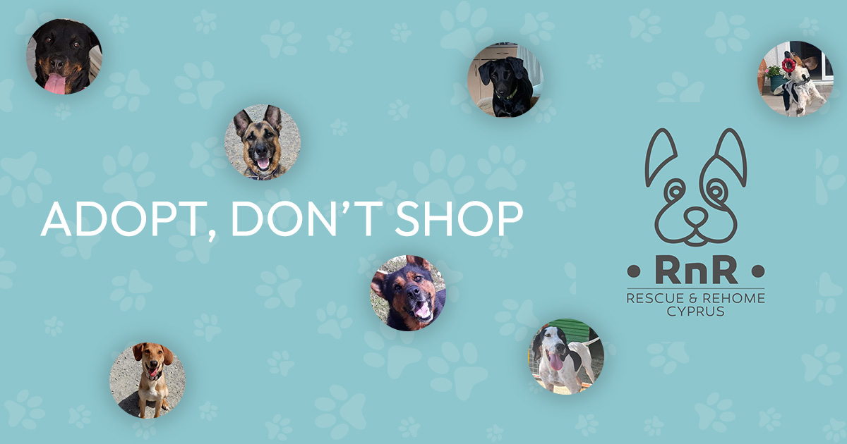 Adopt a Dog from Cyprus Rescue & Rehome Charity